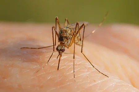 mosquito landing on someone's arm