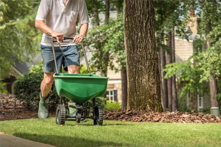 seeding lawn