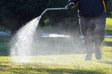 spraying weeds