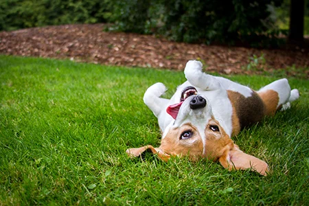 dog rolling around in grass