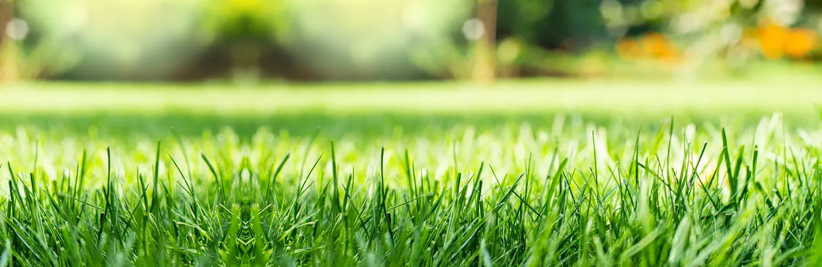 grass closeup